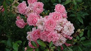 Rare Variety Kodi Rose Plant | செடி வாங்கி 10 நாட்களில் கொடி ரோஸில் இவ்வளவு மொட்டுக்களா!!!!!!