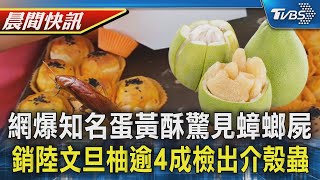 知名糕餅蛋黃酥驚見蟑螂屍? 兩派網友論戰業者尚未回應 銷陸文旦柚逾4成檢出介殼蟲 農業部緊盯加強檢疫輔導｜TVBS健康生活Tips｜TVBS新聞20240912 @TVBSNEWS01