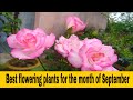 My Garden overview 33, (Rose & Hibiscus Special), by Garden Gyan