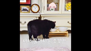 [노묘일기]노묘에게 물 많이 먹이는 방법(How to make cats drink a lot of water)