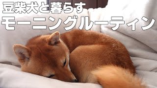 【豆柴】犬と暮らす一人暮らしフリーランス男のモーニングルーティン