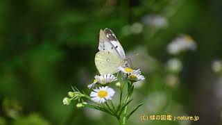 ヒメジョオンの花の蜜を吸うモンキチョウ