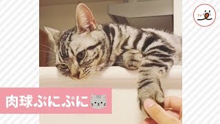 可愛くて触りたくなる肉球🐾 ニャンコの心の内は…😸💓【PECO TV】