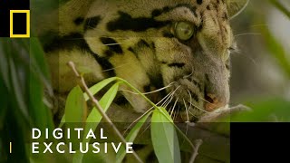 Best Big Cat Attacks | Top 5 | National Geographic Wild UK