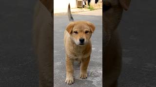 可爱的小土狗 #中国 #china #puppy