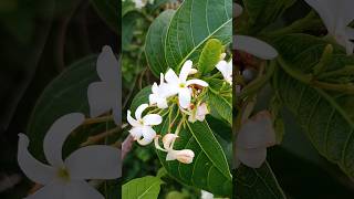 Wild Jasmin Flowers | అడవి మల్లె పువ్వులు |   చెట్టు లా పెరుగుతుంది #ytshorts #trending #jasmin