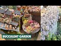 Beautiful Succulent Garden - My Dream Garden| 多肉植物 | 다육이들 | Suculentas