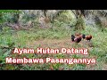 Mikat Ayam Hutan di kebun sawit