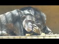 幼馴染のヨシミとピーチ　日本平動物園　チンパンジー　202403