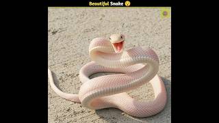 दुनिया के सबसे Beautiful Snake 😯 | @MRINDIANHACKER @CrazyXYZ #viral #shorts #ashortaday