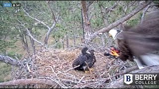 BERRY COLLEGE EAGLES~A Little Winging \u0026 Hopping-B15 Grabs Coot From Pa_ 3.8.22