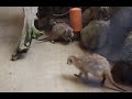 伊豆洋らんパークのミーアキャット　ミーアキャット vs 飼育員