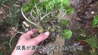 真妻わさび収穫と食害にあうワサビとセリ