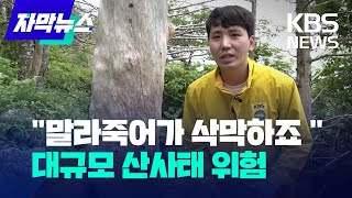 [자막뉴스] 지리산 곳곳 '산사태 지뢰밭'…\