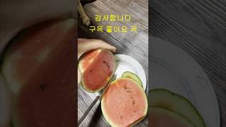 애플 수박 정확한 수확 시기, 5덩이 비교해 보았어요, 애플 수박 민감하네요