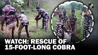 TN: 15-foot-long cobra rescued by Forest department in Tenkasi district