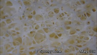 Human Bone Under the Microscope