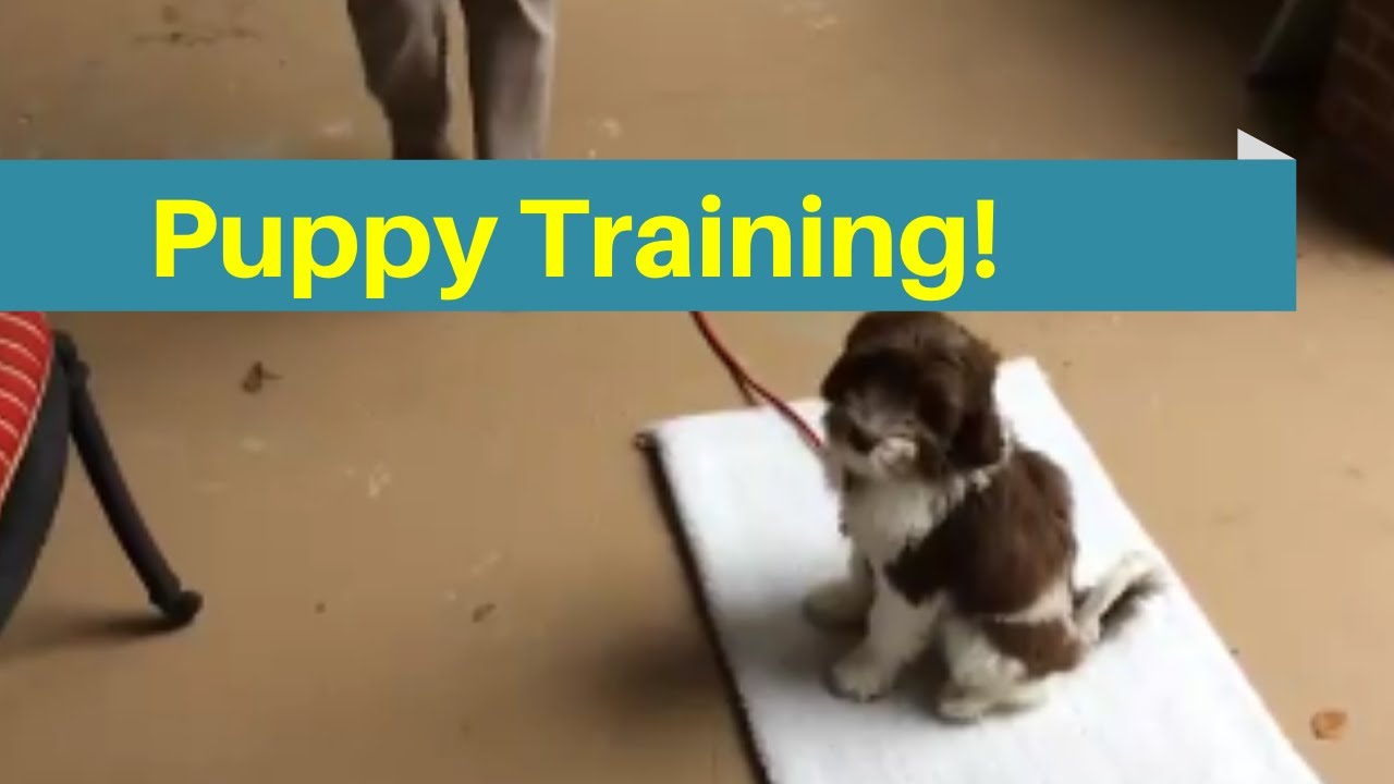 Puppy Training Youtube