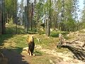 lion jumps to get meat