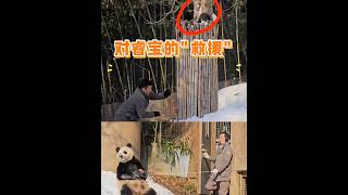 姜宋爷爷营救倒栽葱进树围的睿宝 #panda CR Unknow #ruibao