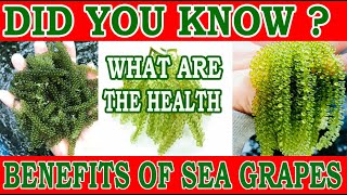 Sea Grapes || HEALTH BENEFITS Of Sea Grapes