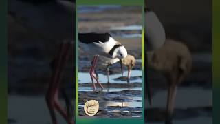 Shoreline Companions: Bar-tailed Godwit and Pied Stilt Explore the Estuary - Woromi Country #birds