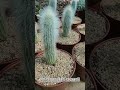 cactus cleistocactus strausii