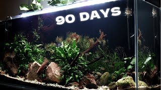 90 Days | Non Co2 120cm Planted/Biotope Tank