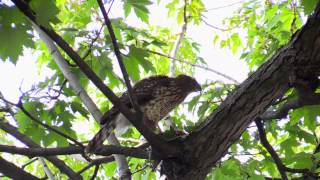 Crows defend captured young by peregrine falcon to no avail