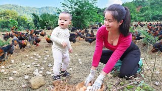 Harvesting A Lot Of Chicken Eggs, Build Many Nest For Chickens To Lay Eggs - Happy Family