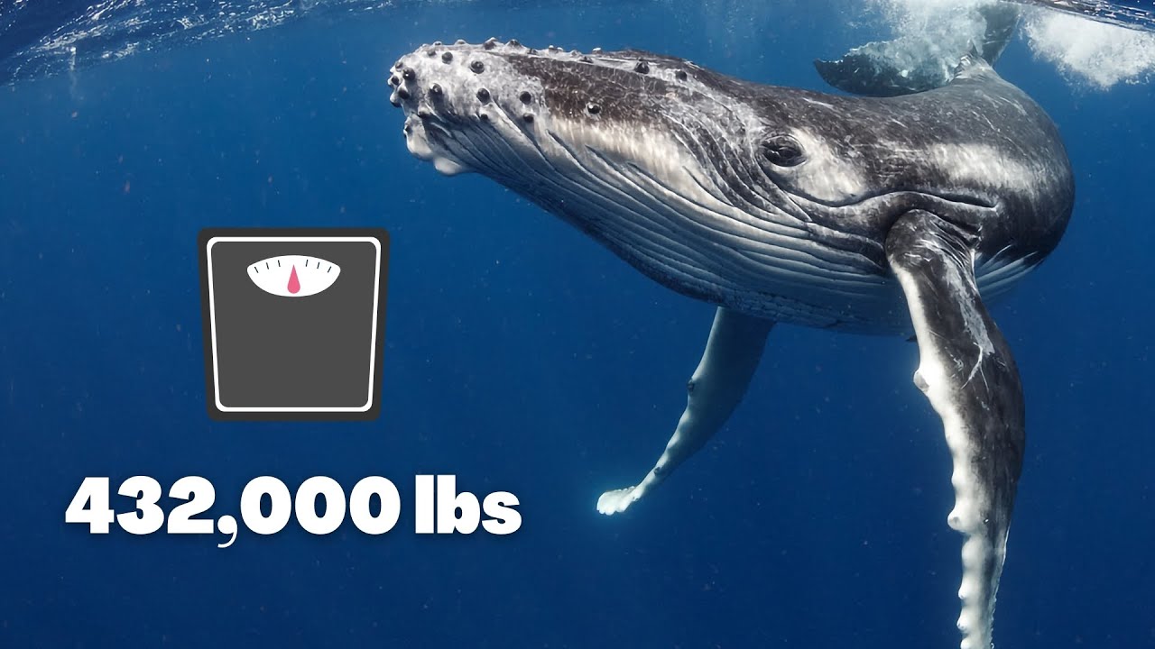 Top 10 LARGEST Whale Species In The World - YouTube