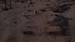 Jack Russell saves a chicken coop