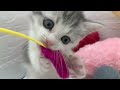 no.140697 ミヌエット♂【ペットショップ犬の家 u0026猫の里　プレ葉ウォーク浜北店】