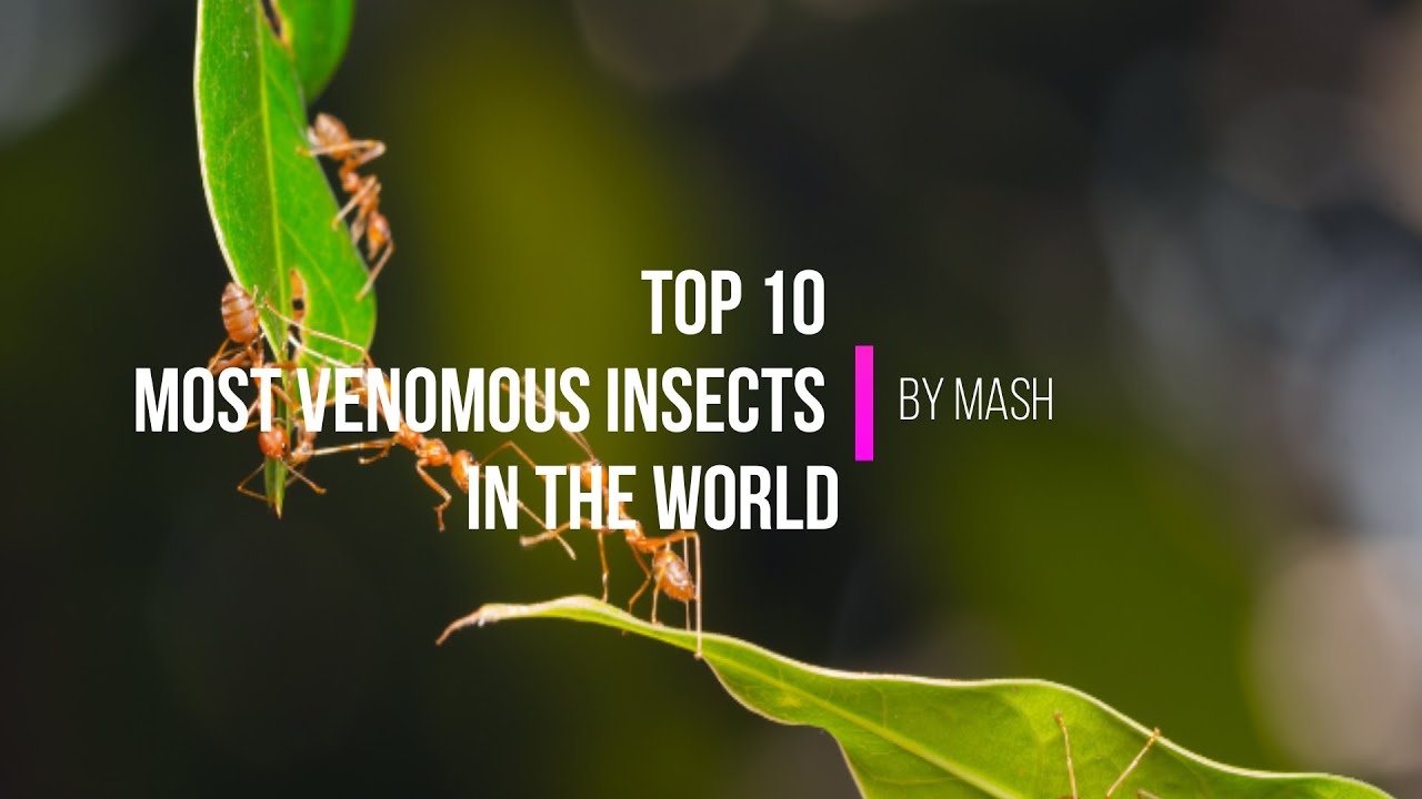 Top 10 Deadliest Insects In The World - YouTube