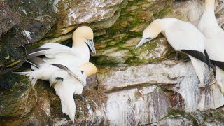 Gannet Couple's Awkward Cliff Mating | Scotland