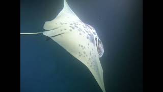 Manta Night Dive on the Big Island