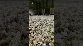 How Is The Jasmine Tea Produced