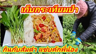 เก็บกระเทียมป่า กินกับส้มตำ ทำผักดองกะแซ่บ กระเทียมป่าขึ้นงามเต็มป่า งงจนไม่รู้จะเก็บตรงไหนก่อนดี