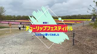 みのさんぽ！【胎内市チューリップフェスティバル】行ってみた。