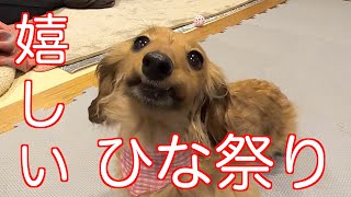 【元保護犬】初めてのひな祭りでにっこりする愛犬【カニンヘンダックスえびすの日常】