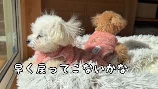 お庭にいる飼い主を呼ぶのが面倒になったトイプードル