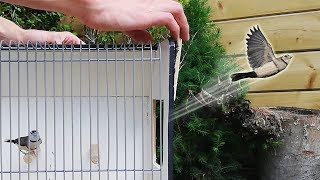 Aviary Birds/Finches Released in the Outdoor Aviary Part 1