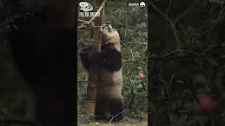 Hehua found a new toy in the yard and she was studying how to play it🥰🐼|CutePanda| Panda HappyLand