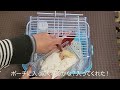 【ジャングルハンター京都】【お迎え】