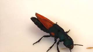 The Unique Wing Folding of Rove Beetles