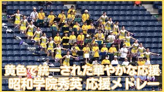 昭和学院秀英 高校野球応援メドレー スタンドが黄色で統一された華やか応援（千葉県高校野球2023）