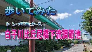 白子川から比丘尼橋下流調節池まで