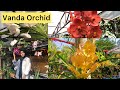 Vanda Orchid||Orchid Boon fertilizer|Power-19(N.P.K 19:19:19)||Green Miracle