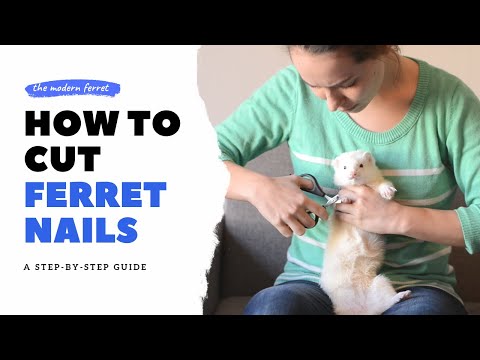 How short should ferrets nails be?