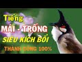 Tiếng CHÀO MÀO MÁI - TRỐNG Kích Bổi Nhanh Sổ Bọng | Luyện Chào Mào Hót Sáng, kích Lửa Chào Mào Bổi